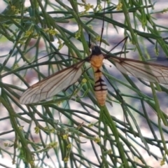 Leptotarsus (Leptotarsus) clavatus at O'Connor, ACT - 19 Jan 2021