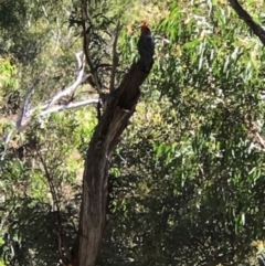 Callocephalon fimbriatum (Gang-gang Cockatoo) at Acton, ACT - 19 Jan 2021 by Jenny54