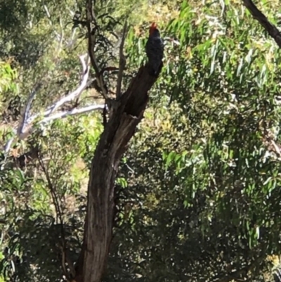 Callocephalon fimbriatum (Gang-gang Cockatoo) at Acton, ACT - 19 Jan 2021 by Jenny54