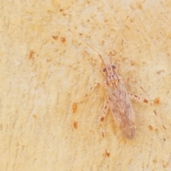 Unidentified True bug (Hemiptera, Heteroptera) at O'Connor, ACT - 18 Jan 2021 by tpreston