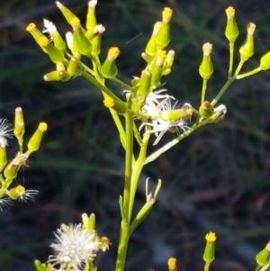 Senecio diaschides at O'Connor, ACT - 19 Jan 2021 10:54 AM