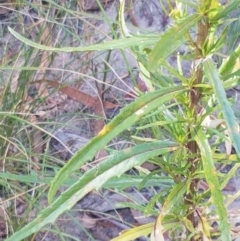 Senecio diaschides at O'Connor, ACT - 19 Jan 2021 10:54 AM