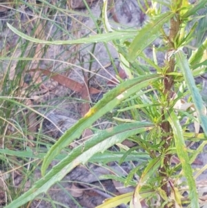 Senecio diaschides at O'Connor, ACT - 19 Jan 2021 10:54 AM