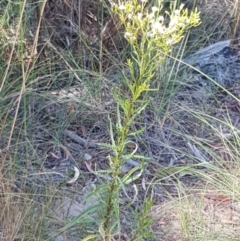 Senecio diaschides at O'Connor, ACT - 19 Jan 2021 10:54 AM