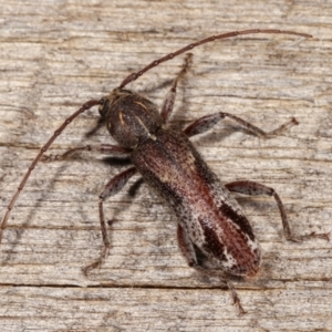 Phacodes personatus at Melba, ACT - 9 Jan 2021 10:05 PM