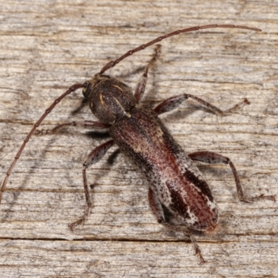 Phacodes personatus (Longhorn beetle) at Melba, ACT - 9 Jan 2021 by kasiaaus