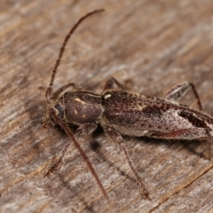 Phacodes personatus at Melba, ACT - 9 Jan 2021