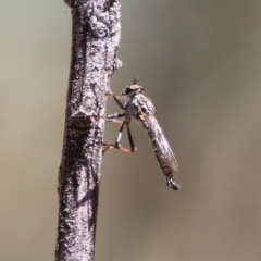 Cerdistus varifemoratus (Robber fly) at Hughes, ACT - 19 Jan 2021 by LisaH