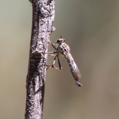 Cerdistus varifemoratus (Robber fly) at Hughes, ACT - 19 Jan 2021 by LisaH