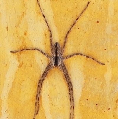 Pediana sp. (genus) (A huntsman spider) at Dryandra St Woodland - 19 Jan 2021 by tpreston