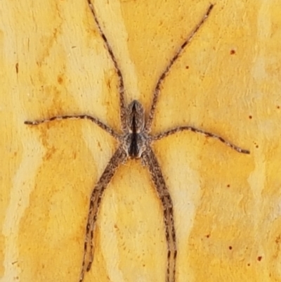 Pediana sp. (genus) (A huntsman spider) at O'Connor, ACT - 19 Jan 2021 by trevorpreston