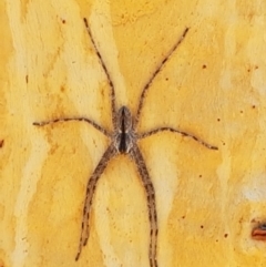 Pediana sp. (genus) at O'Connor, ACT - 19 Jan 2021 01:31 PM