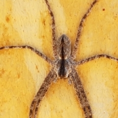 Pediana sp. (genus) at O'Connor, ACT - 19 Jan 2021 01:31 PM