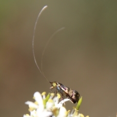 Nemophora (genus) (A Fairy Moth) at Red Hill, ACT - 19 Jan 2021 by LisaH