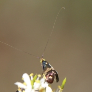 Nemophora (genus) at Hughes, ACT - 19 Jan 2021