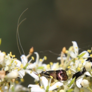 Nemophora (genus) at Hughes, ACT - 19 Jan 2021