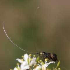 Nemophora (genus) at Hughes, ACT - 19 Jan 2021