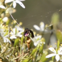 Nemophora (genus) at Hughes, ACT - 19 Jan 2021