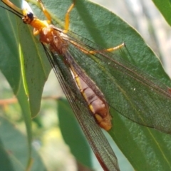 Nymphes myrmeleonoides (Blue eyes lacewing) at O'Connor, ACT - 19 Jan 2021 by tpreston