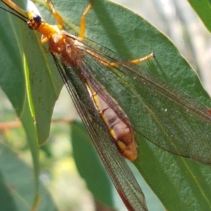 Nymphes myrmeleonoides at O'Connor, ACT - 19 Jan 2021