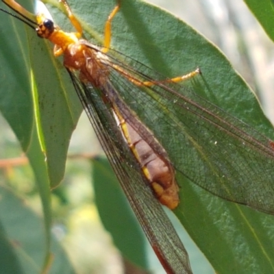 Nymphes myrmeleonoides (Blue eyes lacewing) at O'Connor, ACT - 19 Jan 2021 by tpreston