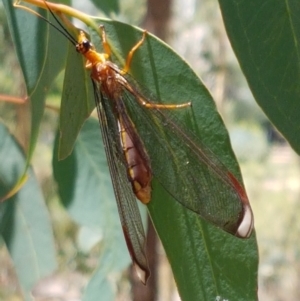 Nymphes myrmeleonoides at O'Connor, ACT - 19 Jan 2021