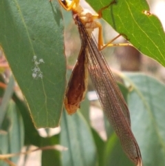 Nymphes myrmeleonoides at O'Connor, ACT - 19 Jan 2021