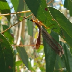 Nymphes myrmeleonoides at O'Connor, ACT - 19 Jan 2021