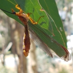 Nymphes myrmeleonoides at O'Connor, ACT - 19 Jan 2021