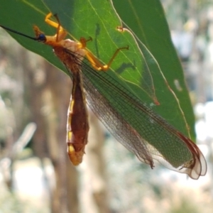 Nymphes myrmeleonoides at O'Connor, ACT - 19 Jan 2021