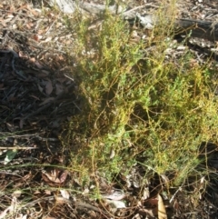 Cassytha (genus) (Dodder) at Aranda, ACT - 16 Jan 2021 by dwise