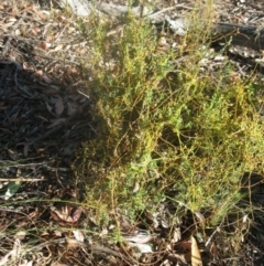 Cassytha sp. (Dodder) at Aranda, ACT - 16 Jan 2021 by dwise