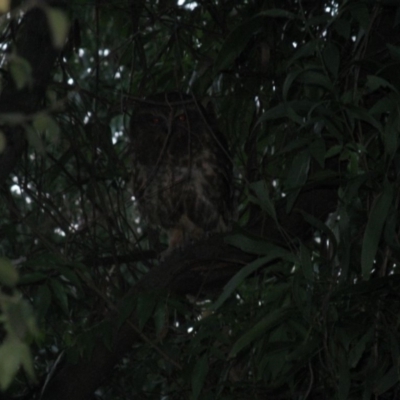 Ninox boobook (Southern Boobook) at Cook, ACT - 16 Jan 2021 by dwise