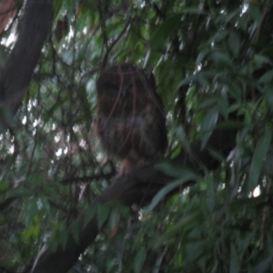 Ninox boobook at Cook, ACT - 16 Jan 2021