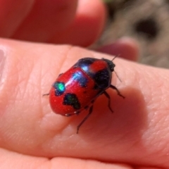 Choerocoris paganus (Ground shield bug) at Wallaroo, NSW - 19 Jan 2021 by Eland