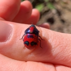 Choerocoris paganus at Wallaroo, NSW - 19 Jan 2021