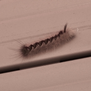 Trichiocercus sparshalli at Aranda, ACT - 19 Jan 2021