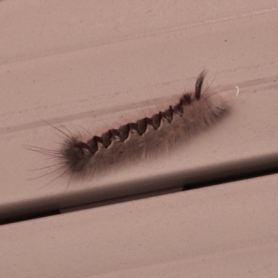 Trichiocercus sparshalli (Sparshall's Moth) at Aranda, ACT - 19 Jan 2021 by KMcCue