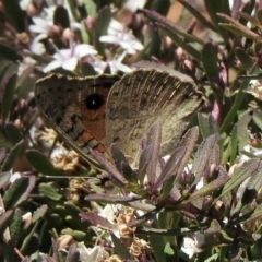 Junonia villida at Aranda, ACT - 19 Jan 2021 01:05 PM