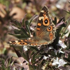 Junonia villida at Aranda, ACT - 19 Jan 2021 01:05 PM