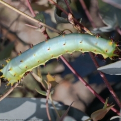 Opodiphthera eucalypti (Emperor Gum Moth) at Namadgi National Park - 18 Jan 2021 by Roger