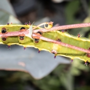 Opodiphthera eucalypti at Booth, ACT - 19 Jan 2021 10:09 AM