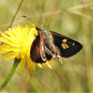 Timoconia flammeata at Uriarra, NSW - 19 Jan 2021