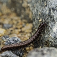 Paradoxosomatidae sp. (family) (Millipede) at Gigerline Nature Reserve - 7 Nov 2020 by BIrdsinCanberra