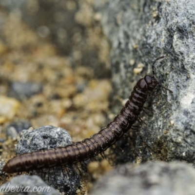 Paradoxosomatidae sp. (family) (Millipede) at Tharwa, ACT - 8 Nov 2020 by JonSteinbeck