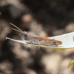 Goniaea opomaloides (Mimetic Gumleaf Grasshopper) at Booth, ACT - 18 Jan 2021 by Roger