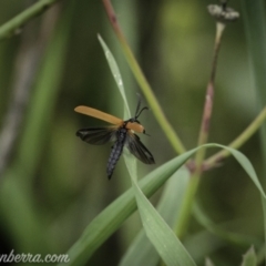 Porrostoma rhipidium (Long-nosed Lycid (Net-winged) beetle) at Tharwa, ACT - 7 Nov 2020 by BIrdsinCanberra