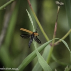 Porrostoma rhipidium (Long-nosed Lycid (Net-winged) beetle) at Gigerline Nature Reserve - 7 Nov 2020 by BIrdsinCanberra
