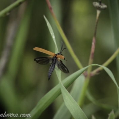 Porrostoma rhipidium (Long-nosed Lycid (Net-winged) beetle) at Gigerline Nature Reserve - 7 Nov 2020 by BIrdsinCanberra