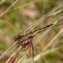 Austrogomphus guerini (Yellow-striped Hunter) at Rendezvous Creek, ACT - 19 Jan 2021 by Roger